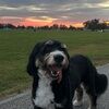 irydca